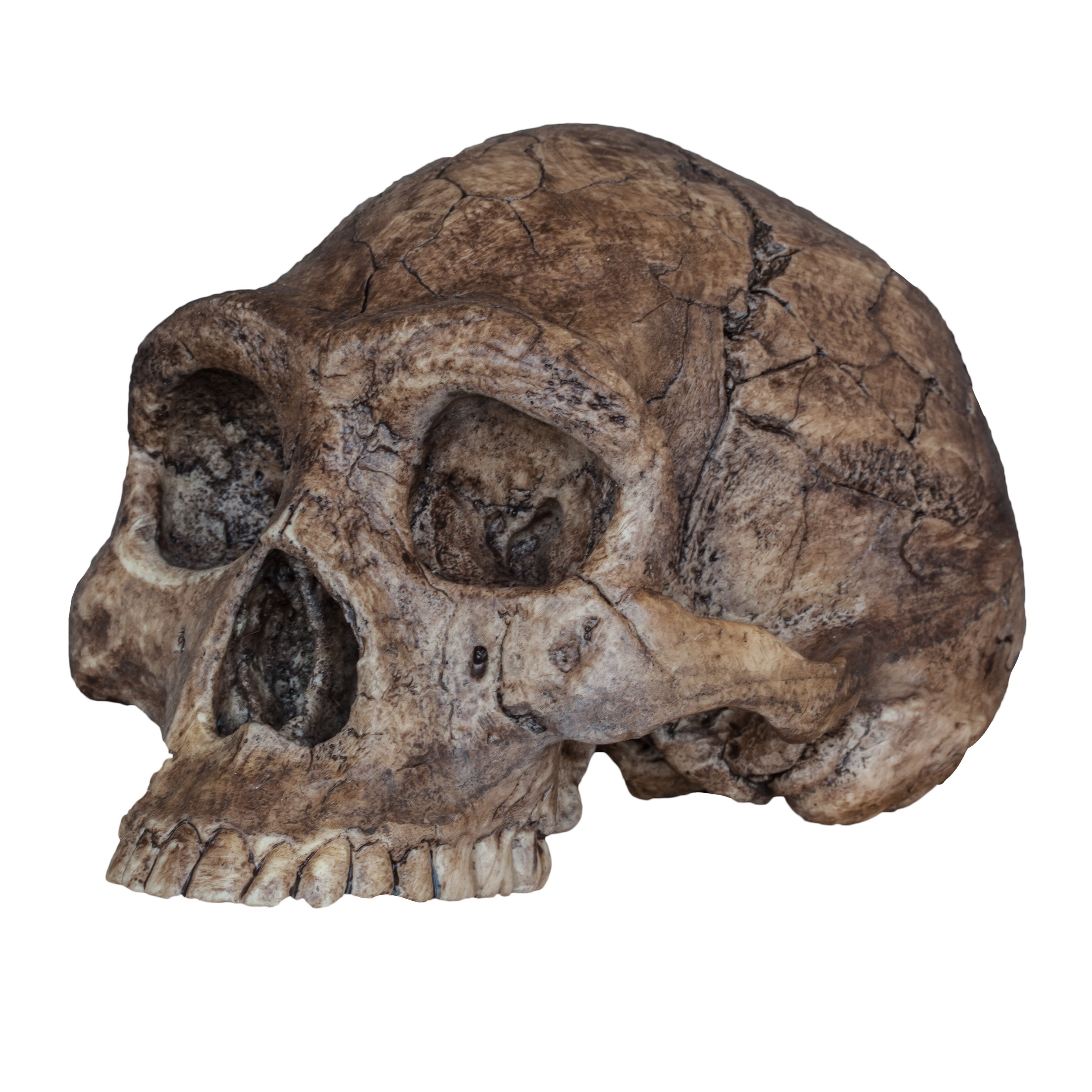 **Replica Homo Erectus Skull - High-Quality Economy Cranium Model for Anthropology Study, Classroom Teaching & Science Education**