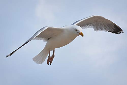 20x30 Inch Laminated Seagull Flying Poster - Vibrant Colors, Nature Bird Wall Art for Home & Office Decor - Perfect for Living Room, Bedroom, or Classroom
