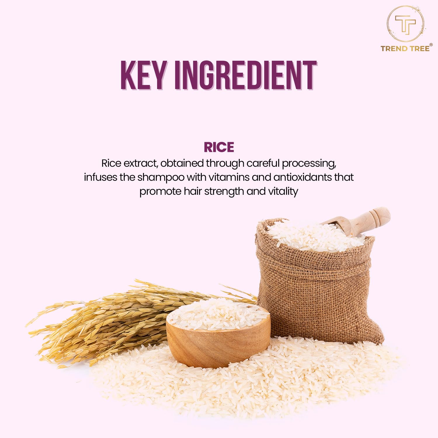 TRENDTREE® Rice Water Shampoo for Dry Damaged Hair - Hydrating & Volumizing Formula Promotes Hair Growth & Thickness - All Natural Paraben Free Silicone Free 250ml - Perfect for Daily Hair Care & Scalp Nourishment