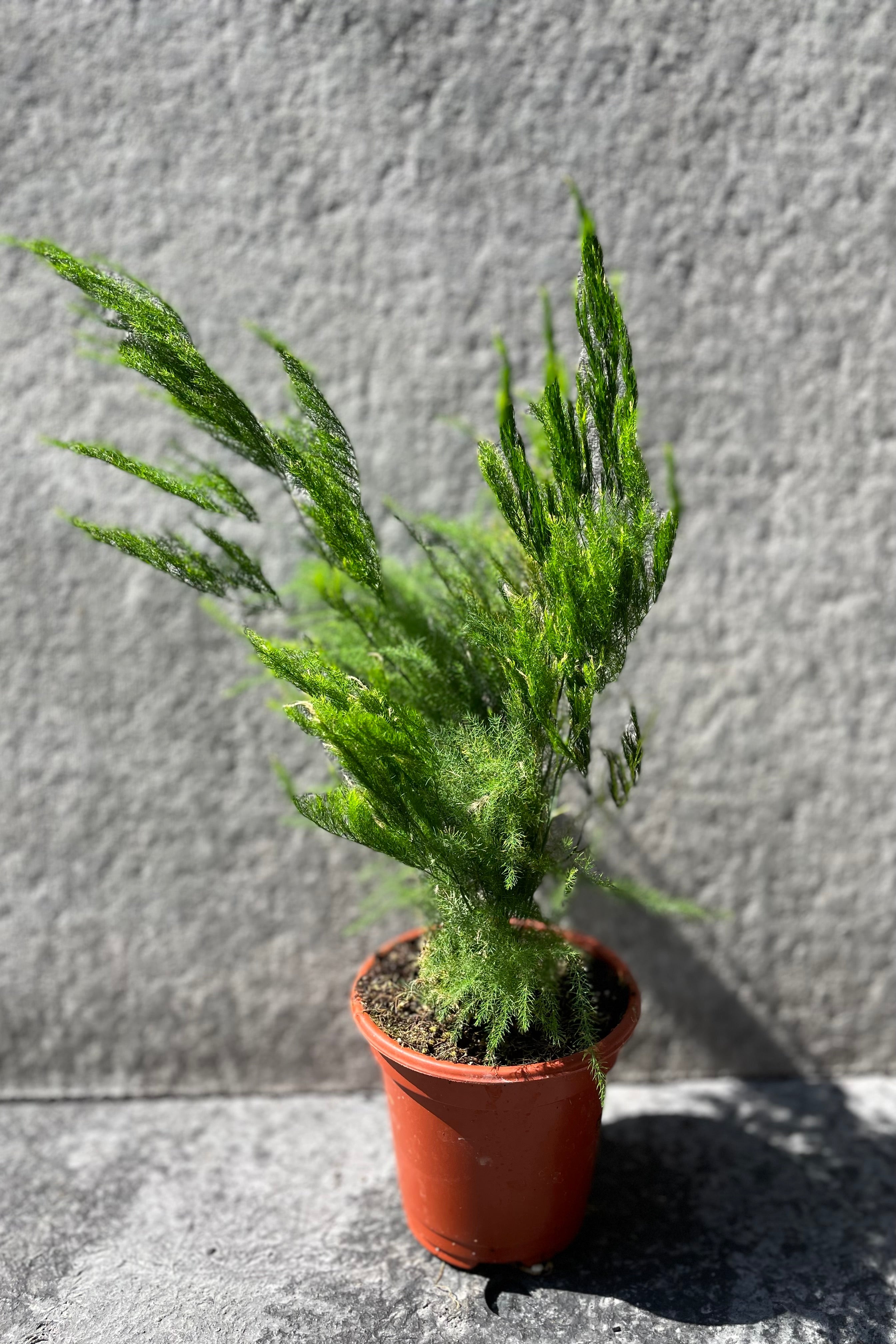 Buy Asparagus setaceus 'Pyramidalis' - 4 Inch Live Plant | Indoor Air Purifying Houseplant for Home & Office Decor | Perfect for Tabletop, Shelf, or Windowsill Display
