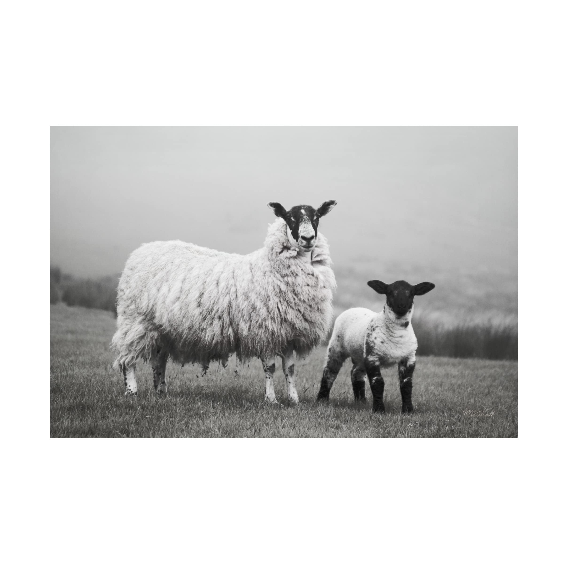 Laura Marshall 'Islay Sheep I' Canvas Wall Art Print - Scottish Highland Landscape Painting for Living Room, Bedroom & Office Decor