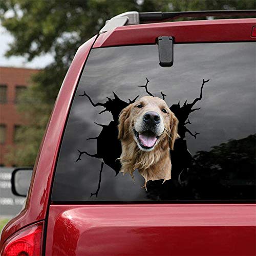 Golden Retriever-01