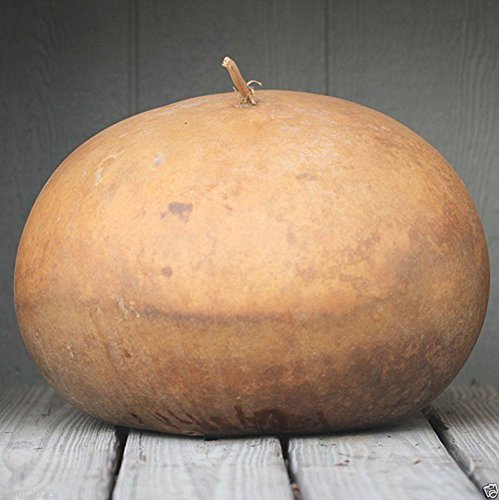 Bushel Basket Gourd Seeds (25 Seeds) - Grow Giant 100 lb Gourds for Large Baskets & Home Decor | Perfect for DIY Crafts, Fall Decorations & Rustic Wedding Centerpieces