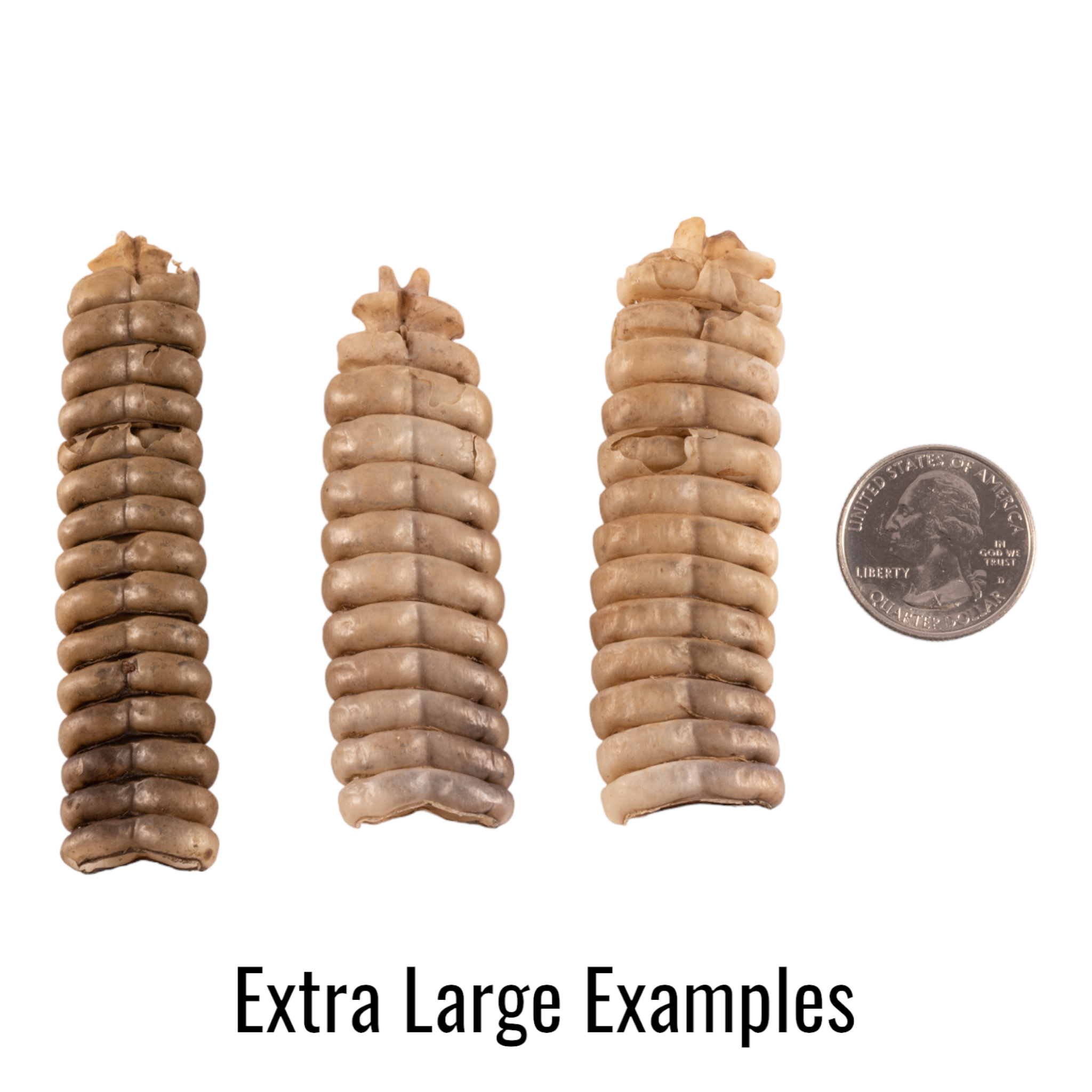 Authentic Real Rattlesnake Rattle - Genuine Snake Tail for Crafts, Jewelry Making & Western Decor | Perfect for DIY Projects, Native American Art & Home Decor