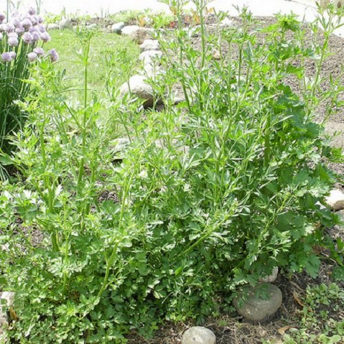 150 Seeds of Petroselinum Crispum - Dark Green Italian Parsley Herb - 80 Days to Harvest - Aromatic Flavor for Cooking, Garnishing & Fresh Salads - Perfect for Home Garden & Kitchen Use