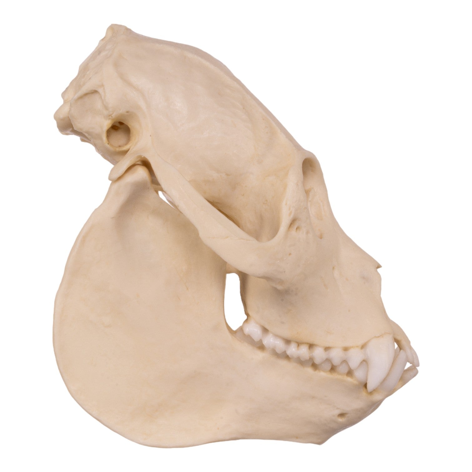 Authentic Replica Mantled Howler Monkey Skull - Lifelike Decoration for Home, Office & Halloween Decor - Perfect for Anthropology Studies, Gothic Collections & Unique Gifts