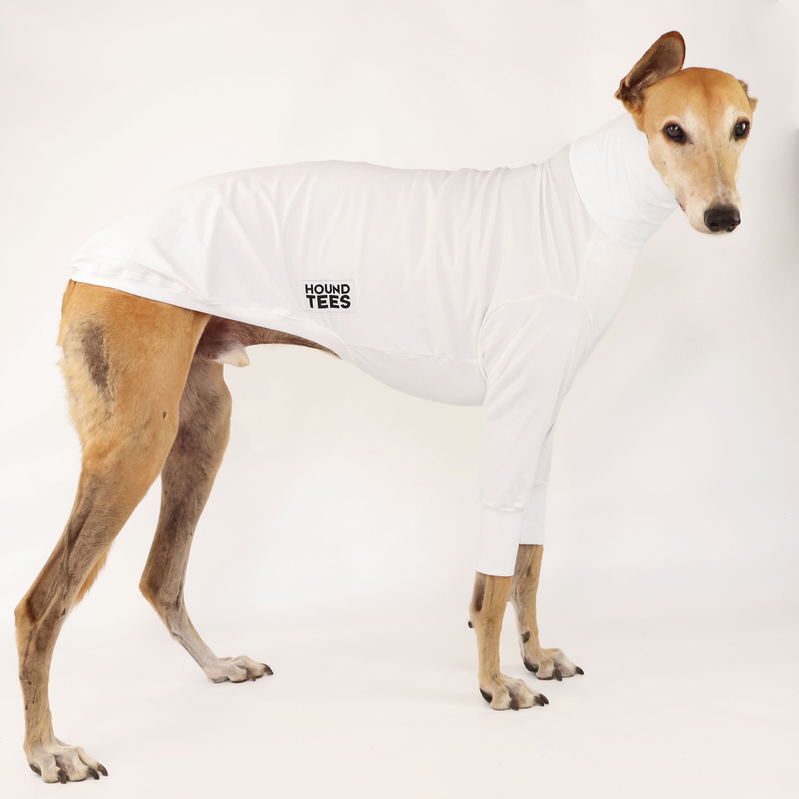 Custom UV Sun Suit for Dogs - Sun Protection for All Breeds | Perfect for Beach, Pool & Outdoor Adventures