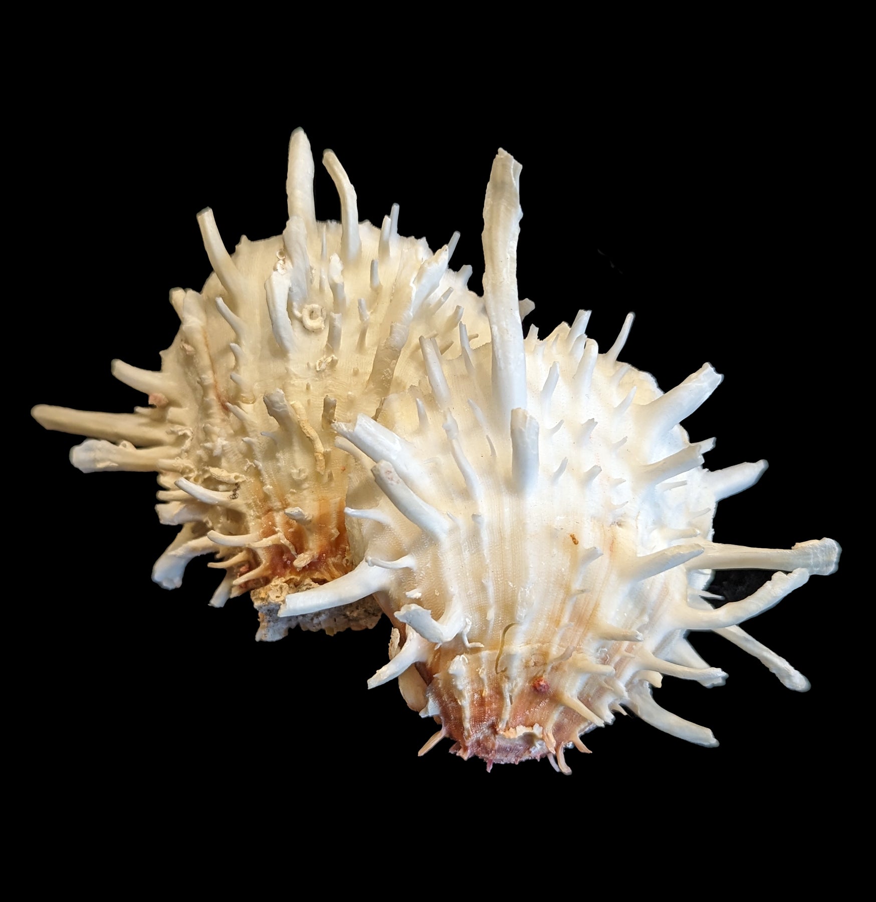 Pacific Spiny Oyster Shells for Jewelry Making - Natural Pearly Shell Beads for DIY Crafts, Necklaces & Earrings - Perfect for Beach-Themed Jewelry and Boho Fashion Accessories
