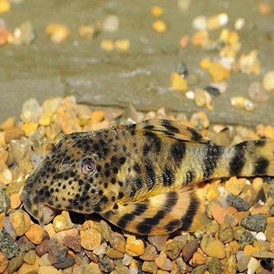 Peckoltia sp. L205 Plecostomus - Tropical Freshwater Aquarium Fish for Planted Tanks & Community Aquariums