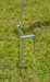 Heavy Duty Pigtail Step-In Fence Post - 40