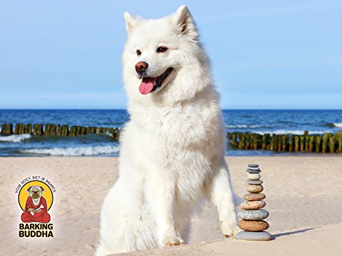 Premium All-Natural Beef Cheek Rolls for Dogs - Thick Rawhide-Free Chew Sticks with Peanut Butter Flavor | Large 10-12 Inch (5 Pack) | Long-Lasting Dental Treat for Aggressive Chewers & Puppy Teething Relief