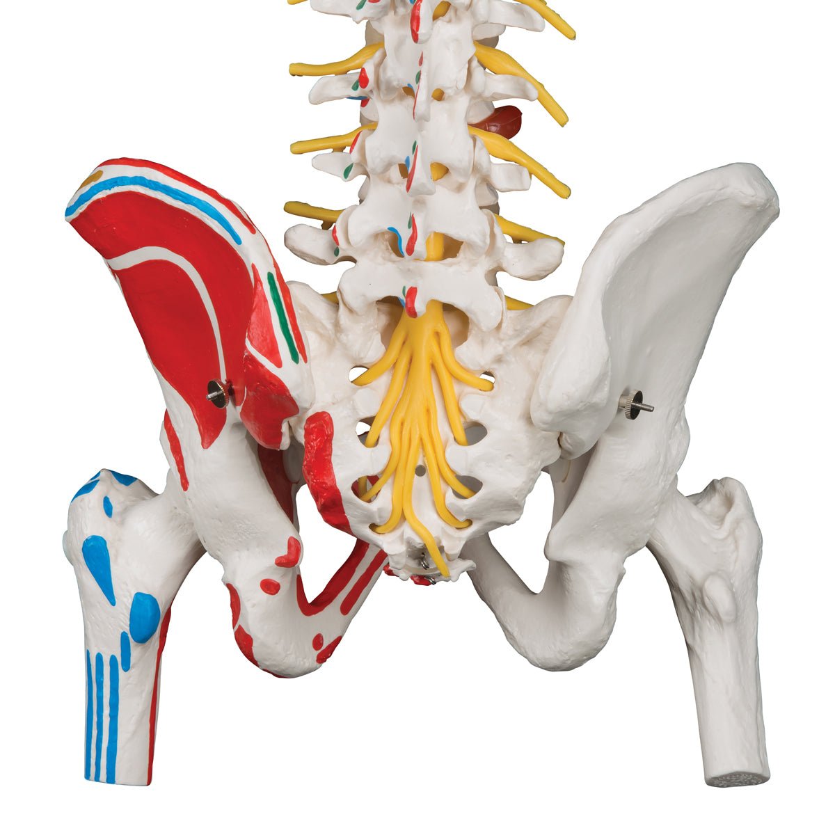 Premium Flexible Spine Model with Femur Heads & Detailed Painted Muscles - Perfect for Anatomy Study, Medical Education, and Physical Therapy Training