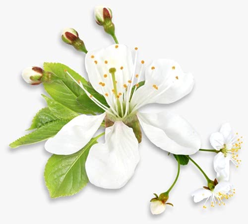 Neroli