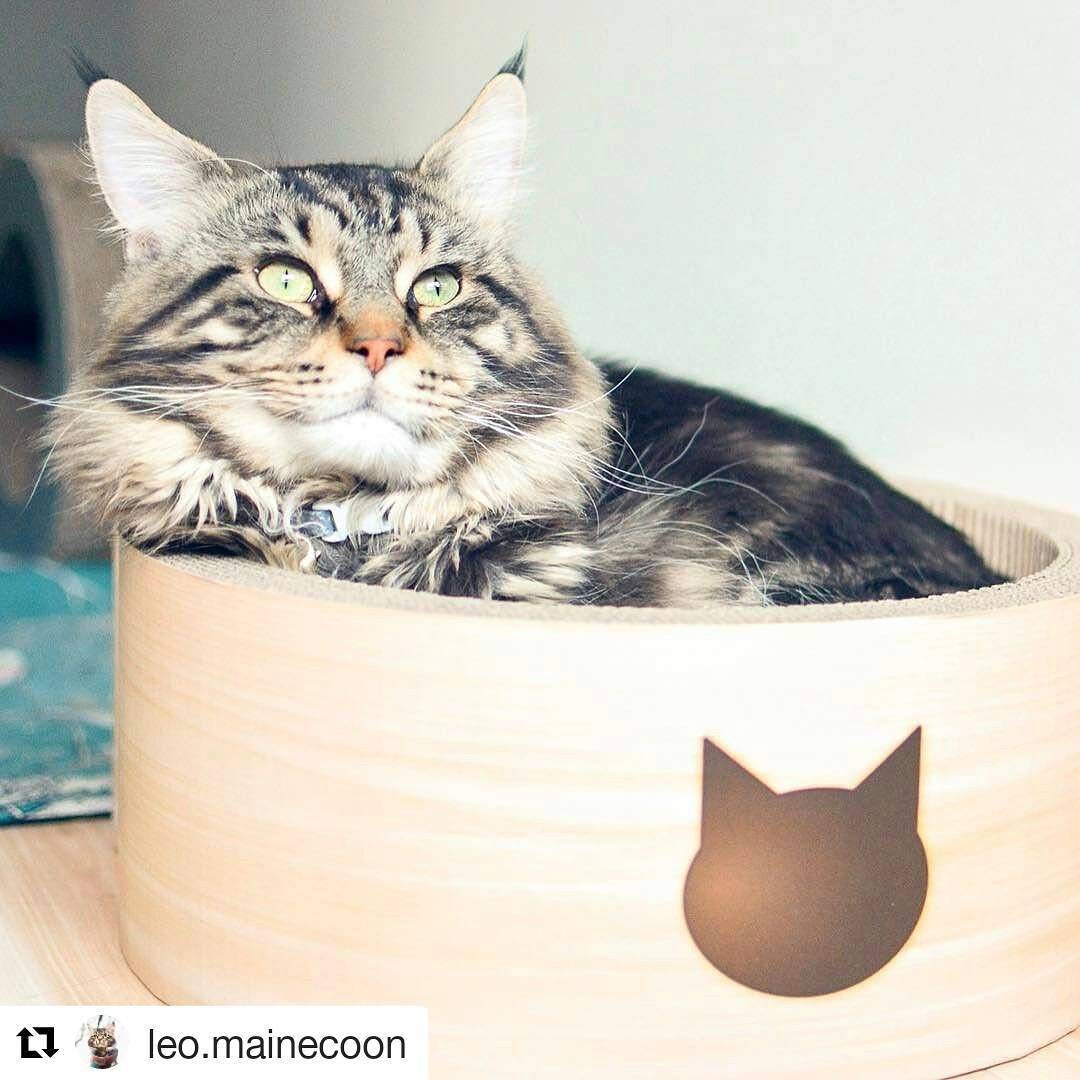 Necoichi Cat-Headed Scratcher Bed (Birch, Regular) - Reversible Cardboard Cat Scratching Board & Lounge Pad for Indoor Cats | Durable & Comfortable Cat Scratcher with Bowl Design - Perfect for Playtime, Napping & Stress Relief