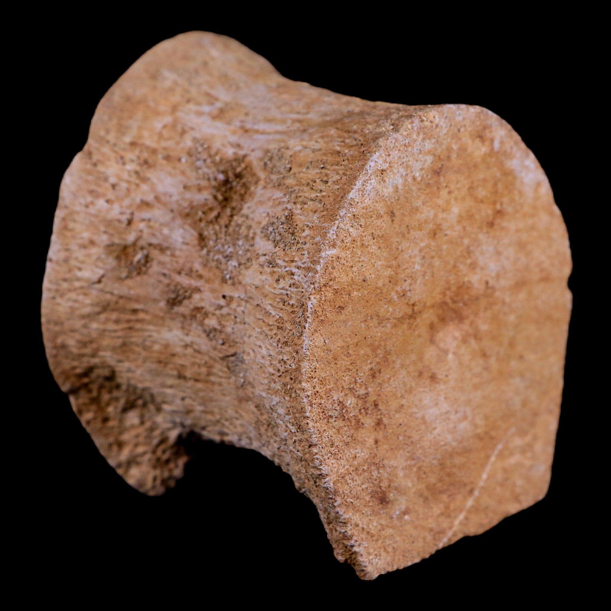 2 Authentic Plesiosaur Fossil Vertebrae - Cretaceous Dinosaur Era - Zarafasaura & Elasmosaurus Species - Includes COA - Perfect for Paleontology Collectors & Dinosaur Enthusiasts