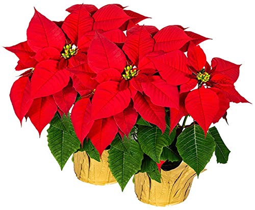 Premium Silk Poinsettia Christmas Decorations - Lifelike 17