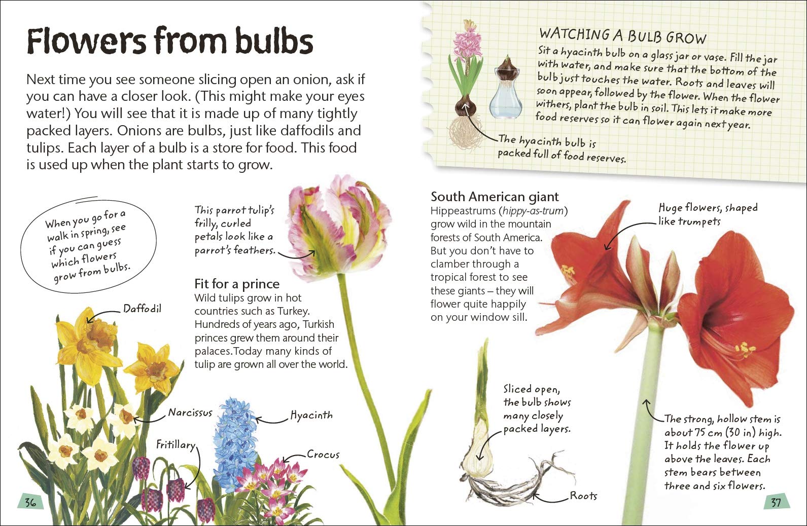 Nature Explorers Flowers - Beautiful Floral Collection for Home Decor, Wedding Bouquets & Garden Landscaping