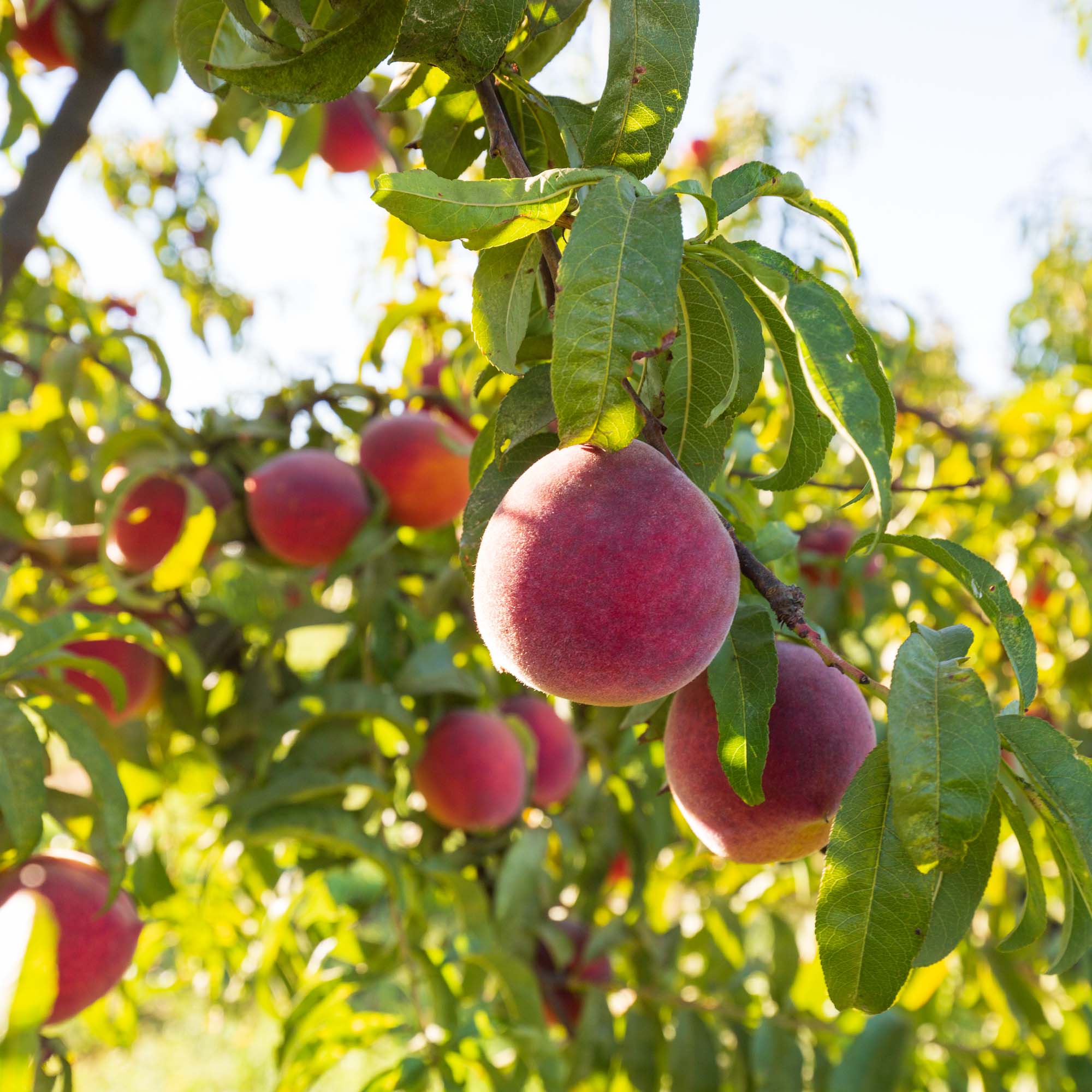 Organic California Red Peaches - Fresh, Juicy & Sweet | Pre-Order Now for Summer 2025 Delivery | Perfect for Smoothies, Salads & Healthy Snacks