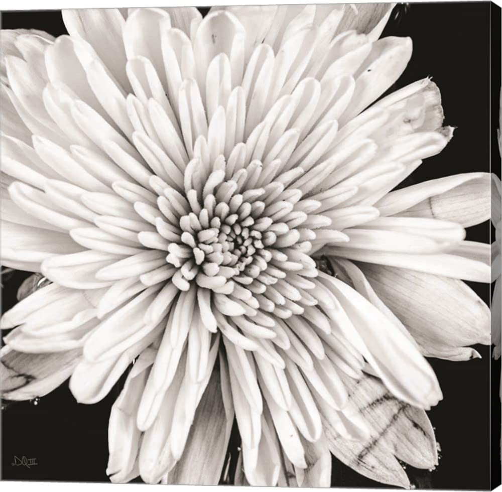 Black and White Love II by Donnie Quillen - 12x12 Inch Canvas Art Wall Decor, Gallery Wrapped Ready to Hang - Perfect for Living Room, Bedroom & Office Decor