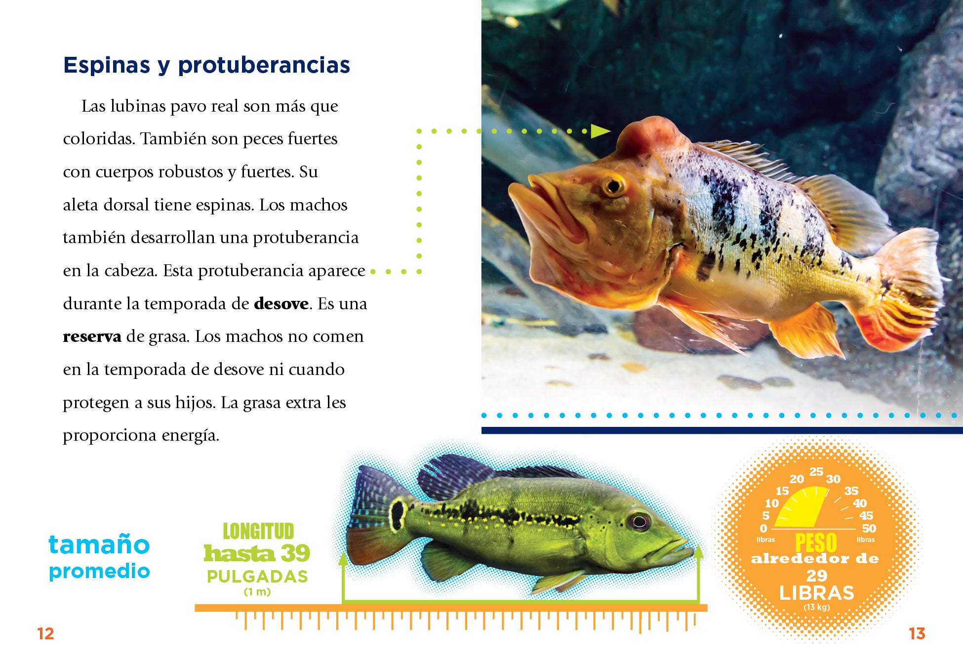 Peacock Bass Fishing Lures - Premium Handmade Bass Baits for Freshwater & Saltwater Fishing - Perfect for Bass, Trout, and Walleye Anglers - Ideal for Lake, River, and Ocean Fishing Adventures