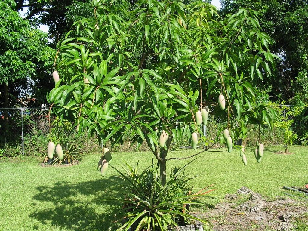 Fairchild Mango Tree (Mangifera Indica) - 3 Gallon Live Tropical Fruit Tree - Sweet Edible Homegrown Mangoes - Perfect for Backyard Gardens, Patio Containers & Fresh Fruit Lovers