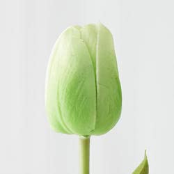 6 Pack Realistic Spring Green Tulip Stems - Artificial Silk Tulip Flowers for Home Decor, Easter Centerpieces, Wedding Bouquets & Spring Floral Arrangements