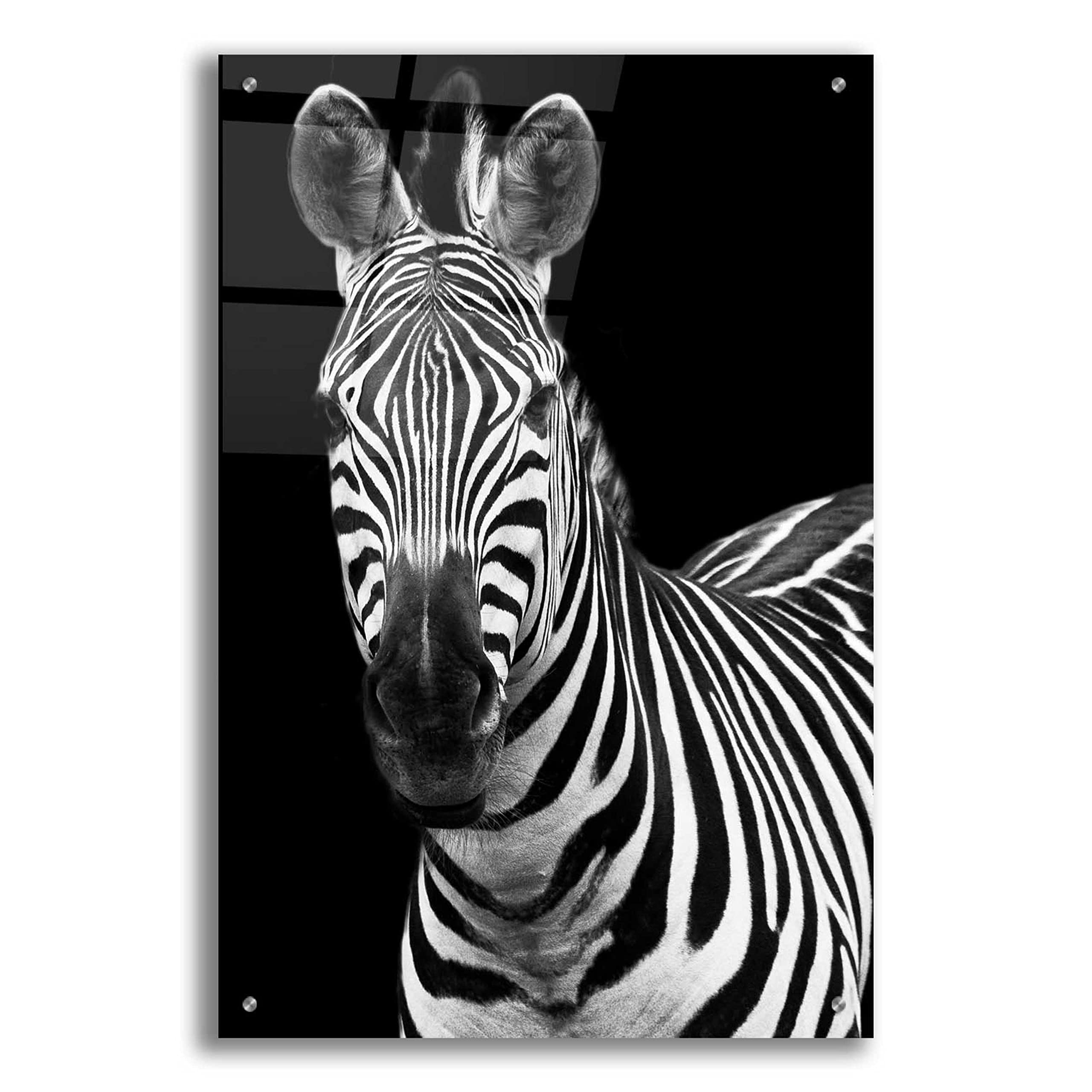 Debra Van Swearingen 'Zebra II' Acrylic Glass Wall Art - 24x36 Inches Modern Animal Print Painting for Living Room, Bedroom & Office Decor