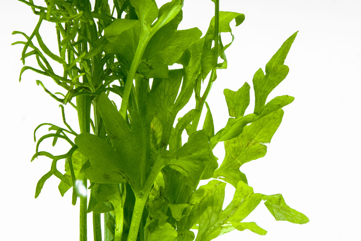 Ceratopteris Cornuta - Water Fern for Aquariums & Ponds | Easy Care Aquatic Plant for Fish Tanks, Terrariums & Water Gardens