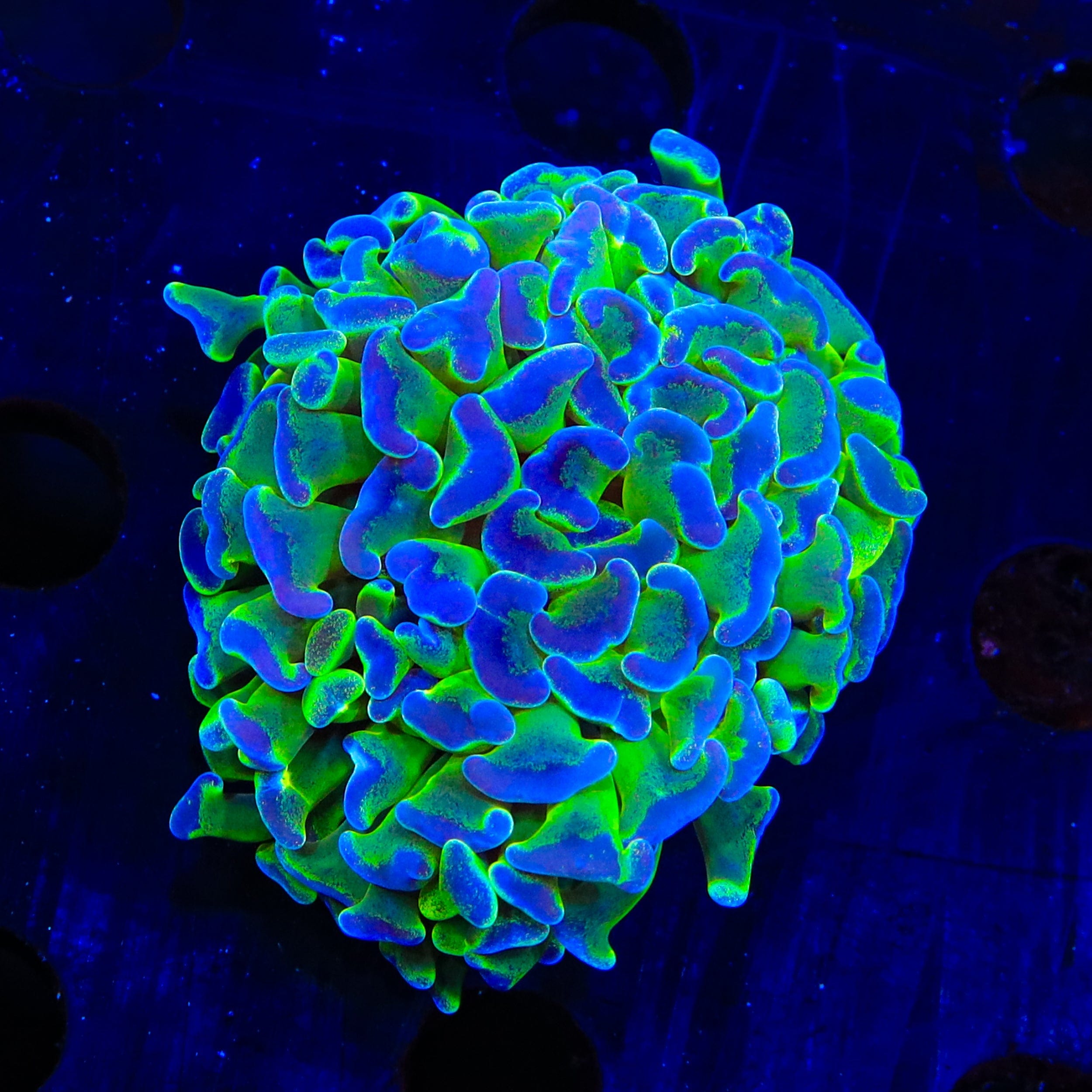 Fairy Dust Hammer Coral for Saltwater Aquariums - Vibrant LPS Coral for Reef Tanks & Marine Aquascaping