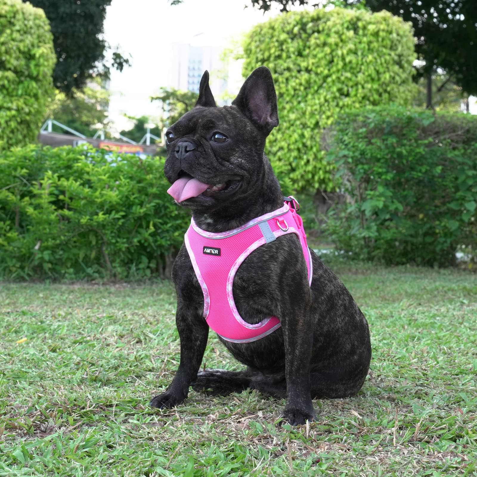 AMTOR No Escape Small Dog Harness with Leash Set - Easy Walk Puppy Vest for Training & Walking - Reflective Step-in Soft Dog Harness for XS, S, M, L, XXS Sizes (Fuchsia) - Perfect for Outdoor Adventures, Night Walks & Pet Training