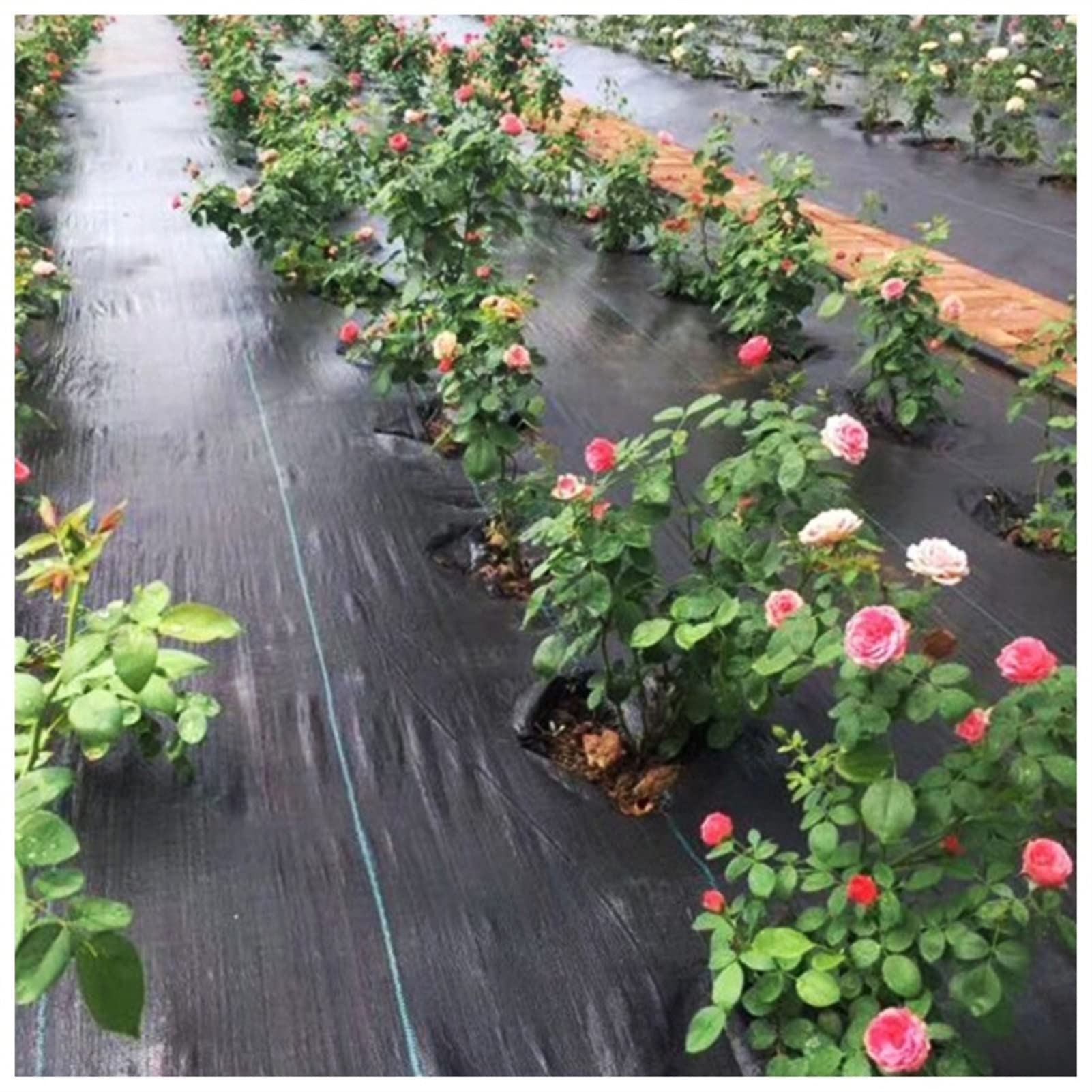Premium Black Landscaping Fabric - Heavy Duty Weed Barrier for Lawn, Garden, Flower Beds & Driveways | Durable Ground Cover Mulch Fabric (1x3m) | Perfect for Weed Control, Soil Protection & Landscape Projects