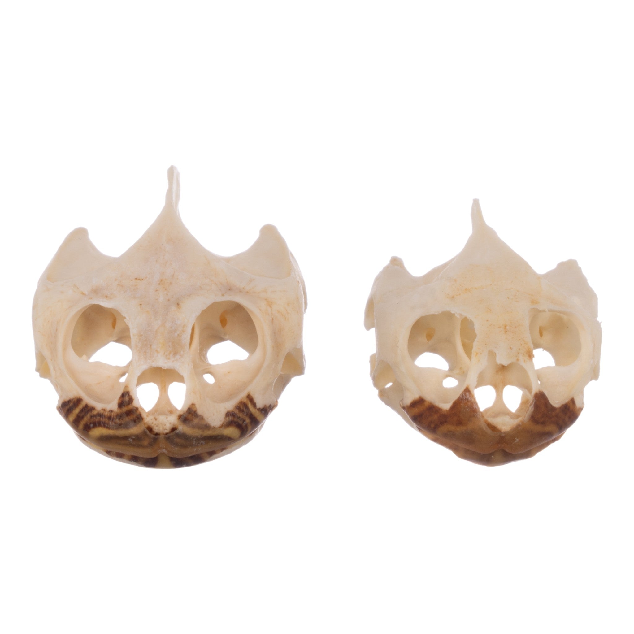 Authentic Real Pond Turtle Skull - Natural Specimen for Science Study, Home Decor & Gothic Collection | Perfect for Biology Classrooms, Halloween Decor & Oddity Displays