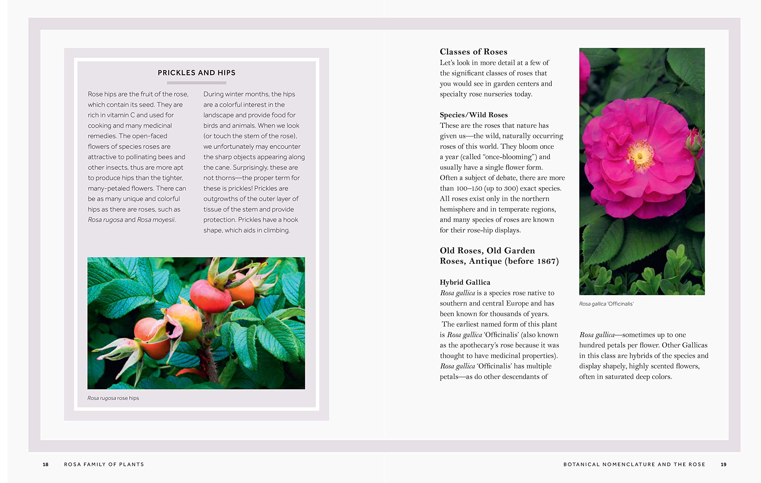The Story of the Rose: History, Meaning & Symbolism of Rosa Flowers | Perfect for Gardens, Weddings & Home Decor