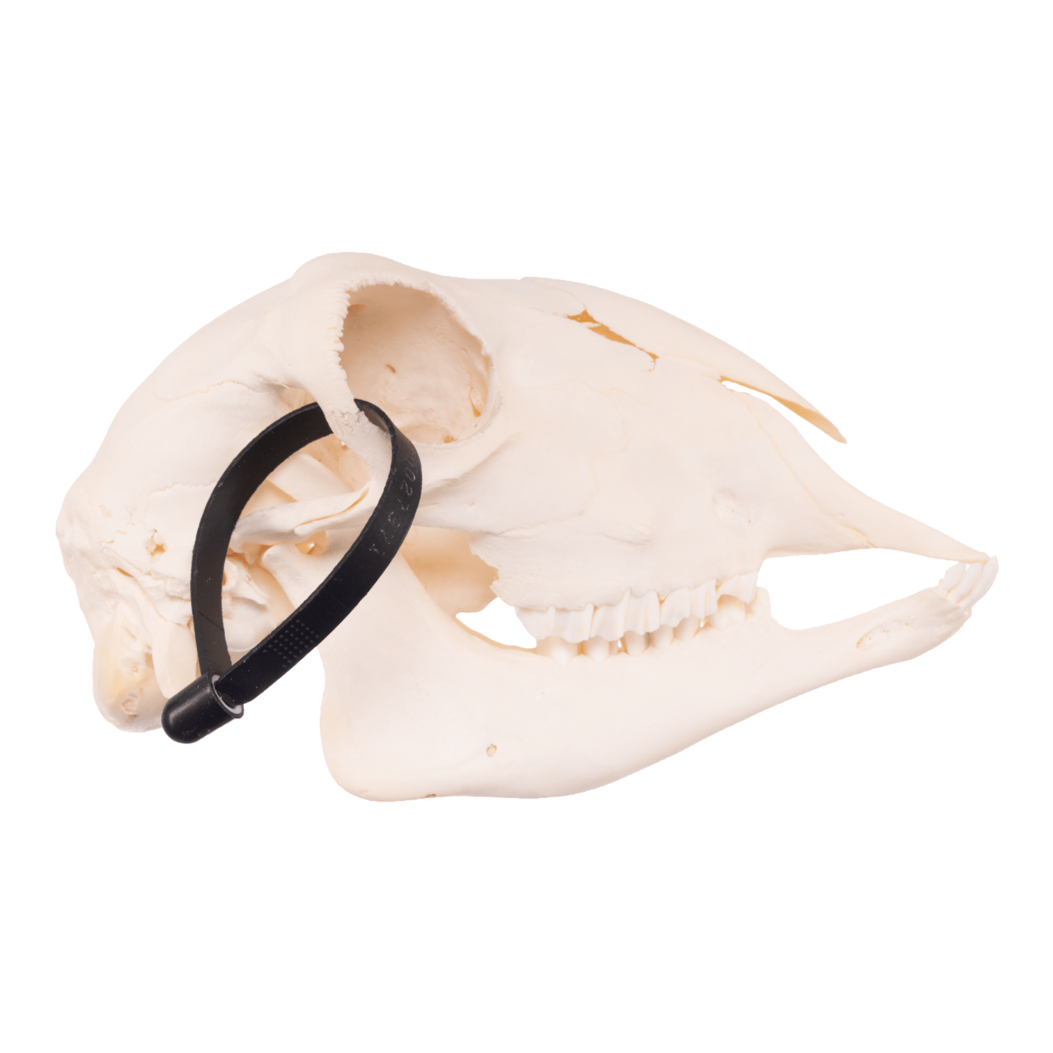 Real Sheep Skull - Authentic Adolescent Animal Skull Specimen for Home Decor, Gothic Display & Educational Use