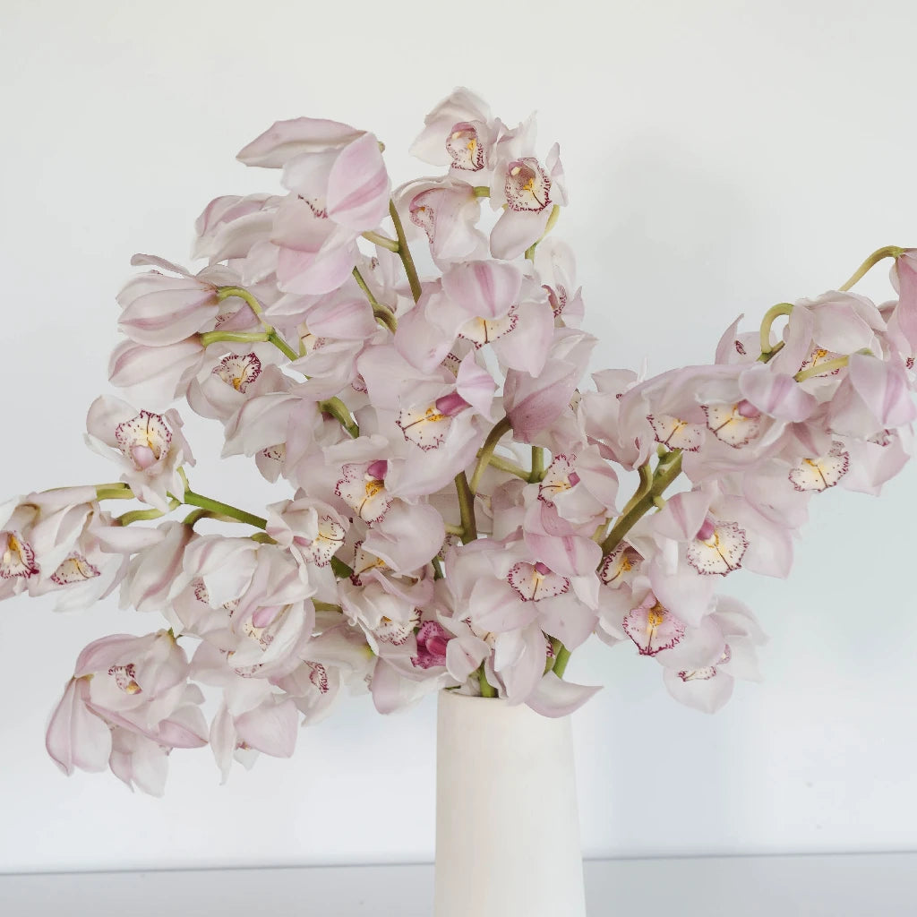 Pink and Burgundy Cymbidium Orchid Plants for Sale - Perfect for Home Decor, Wedding Bouquets & Floral Arrangements
