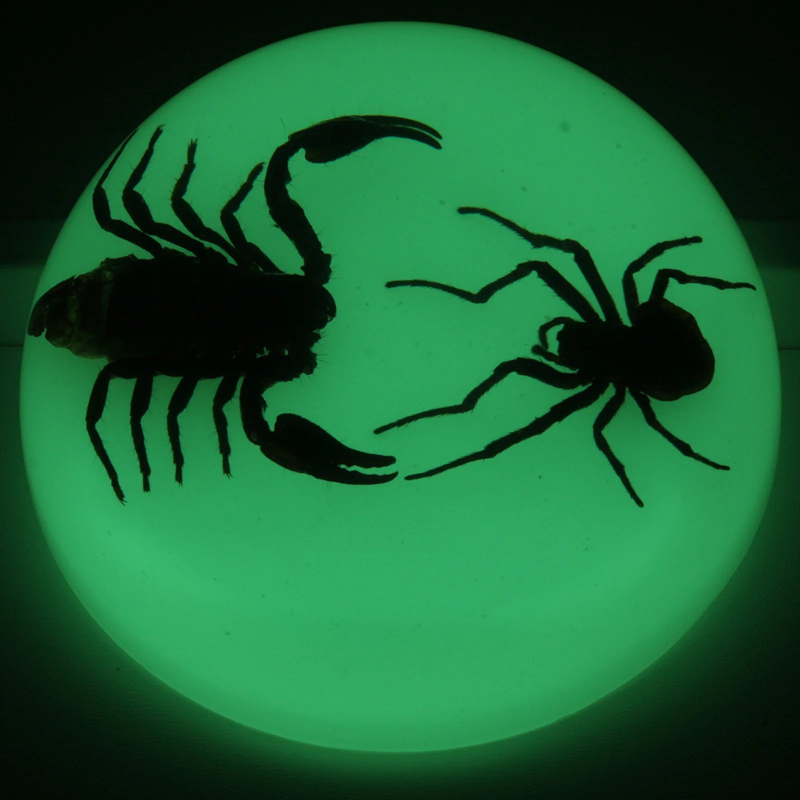 Real Preserved Fighting Scorpion and Spider in Clear Acrylic Dome Display - Unique Home Decor, Science Specimen, and Gothic Collectible for Halloween, Office Desk, or Classroom Display