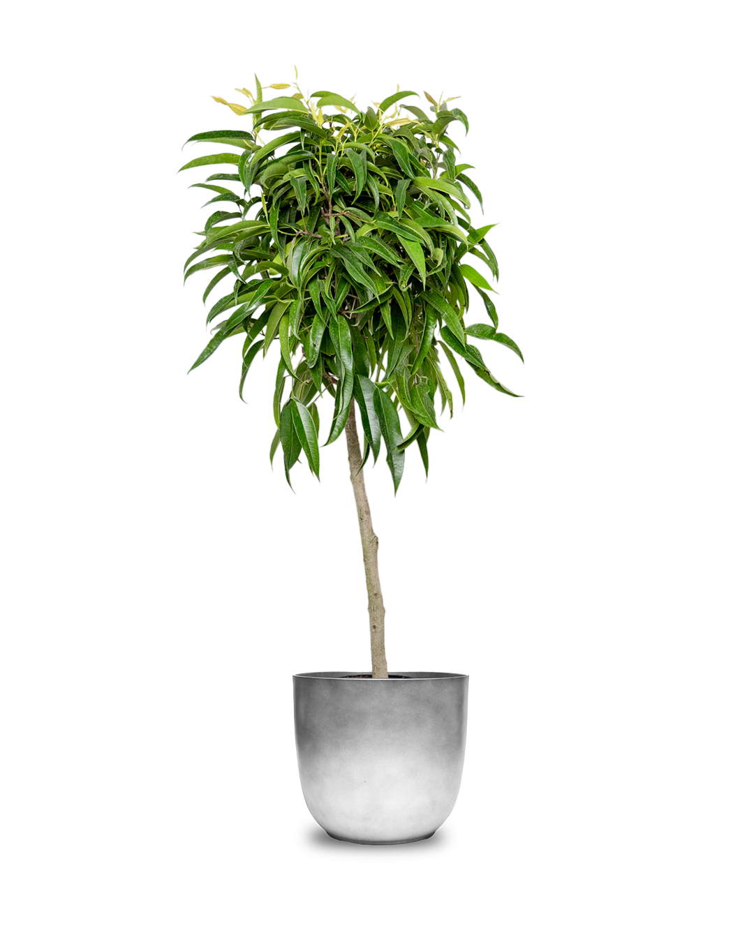 Ficus Alii 12 Inch Potted Plant - Indoor Tree for Home & Office Decor | Perfect for Living Room, Bedroom or Workspace
