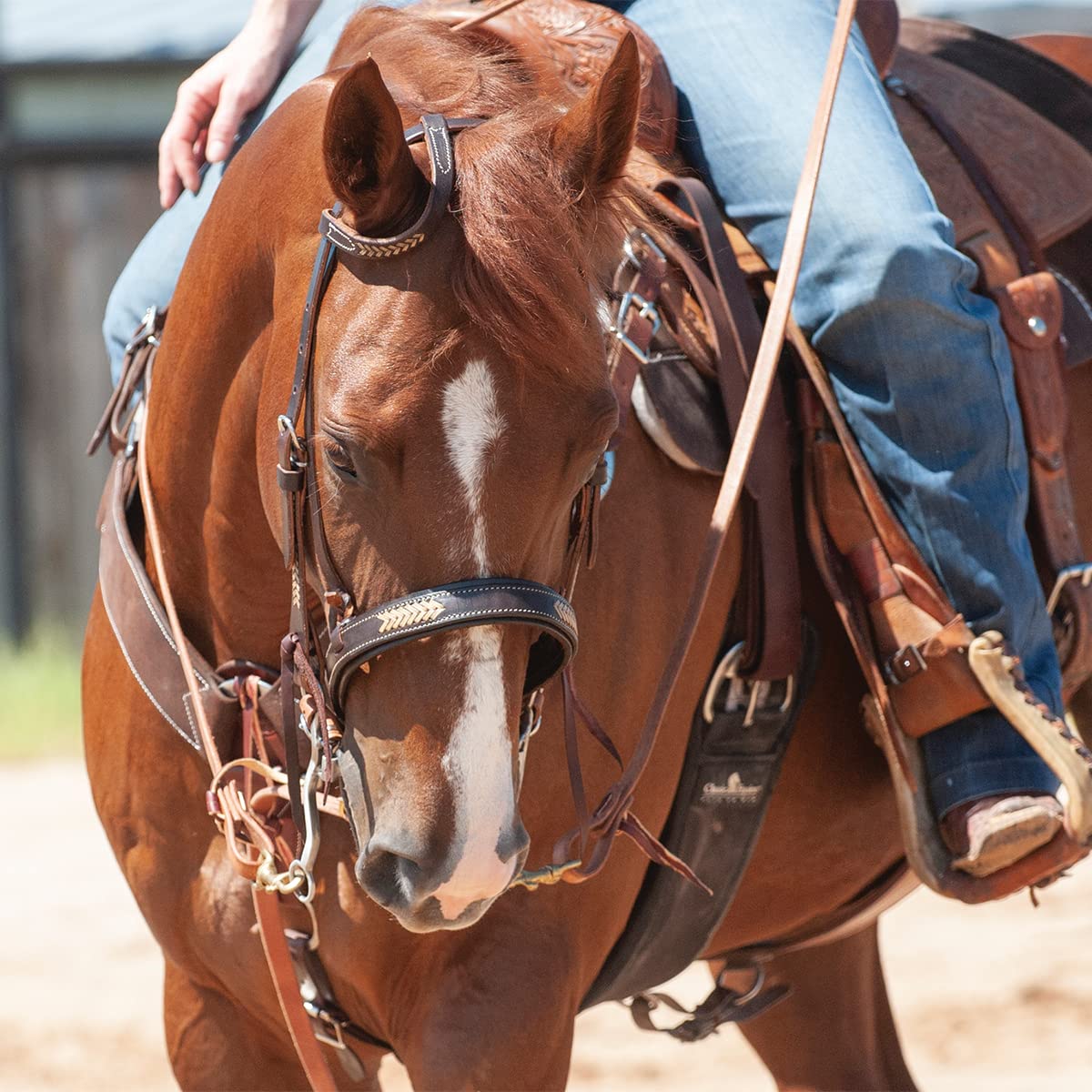 Martin Saddlery Chocolate Headstall - Rawhide Laced for Horses