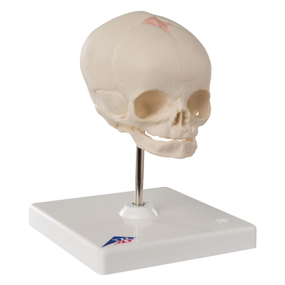 High-Quality Fetal Skull Model with Display Stand - Perfect for Medical Education, Anatomy Study & Classroom Demonstrations