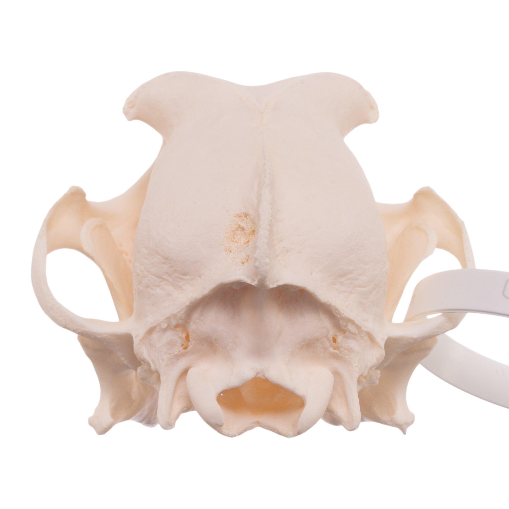 Authentic Schnauzer Dog Skull - Real Domestic Canine Specimen for Veterinary Study, Taxidermy & Educational Displays