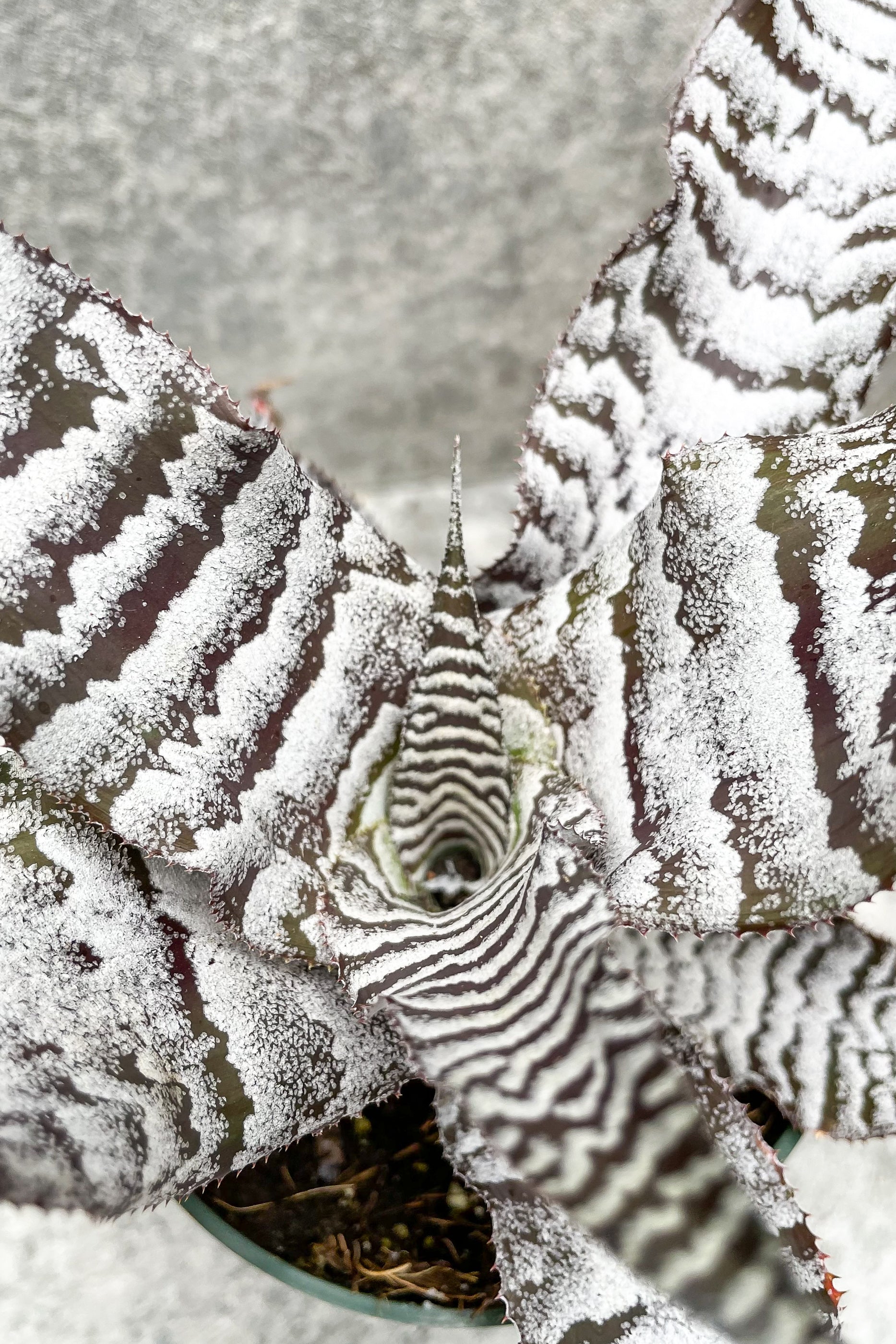 Cryptanthus 'Black Mystic' - 4
