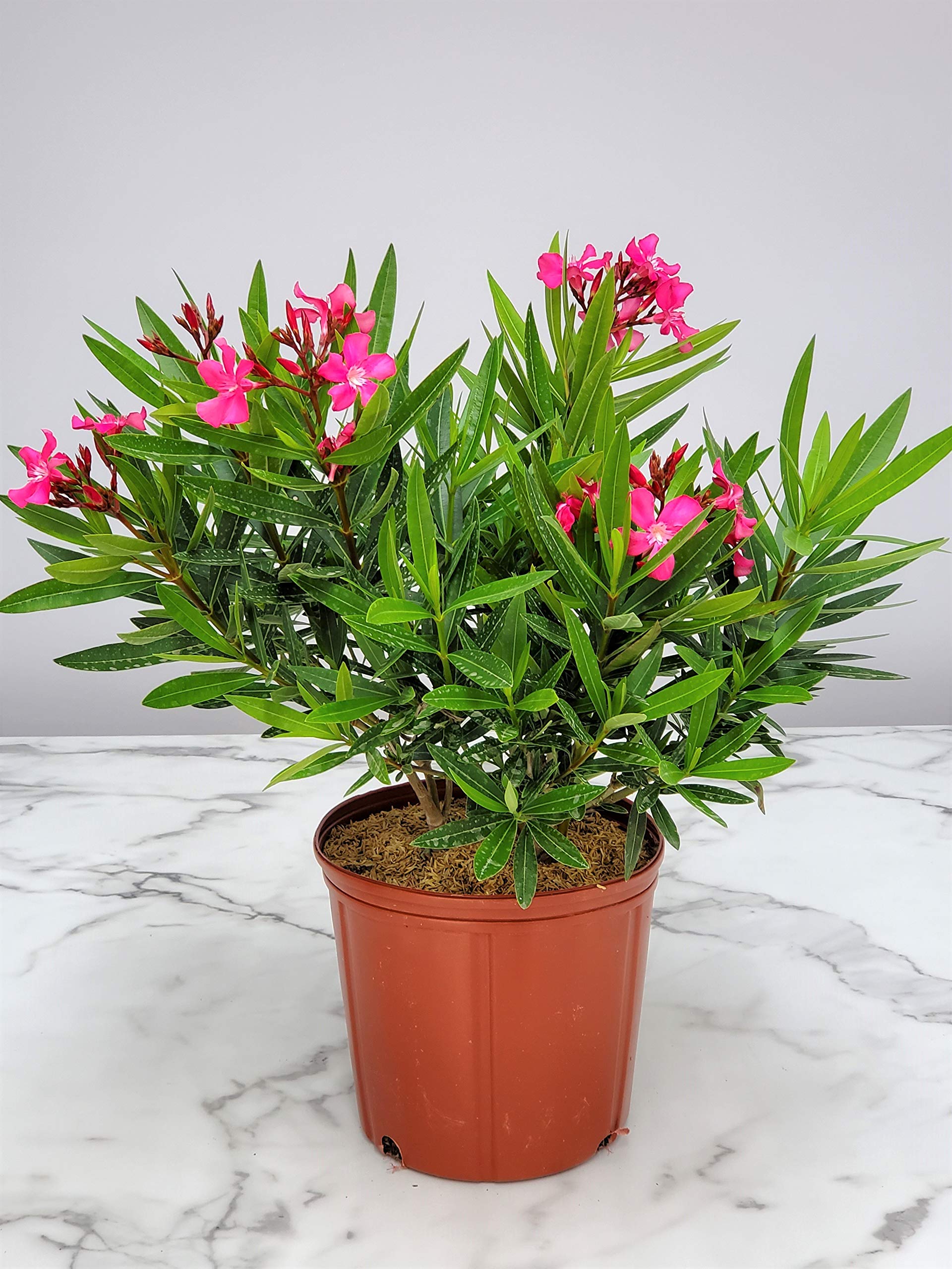Calypso Pink Oleander Bush - Live Tropical Flowering Plant - Florida Grown - 26