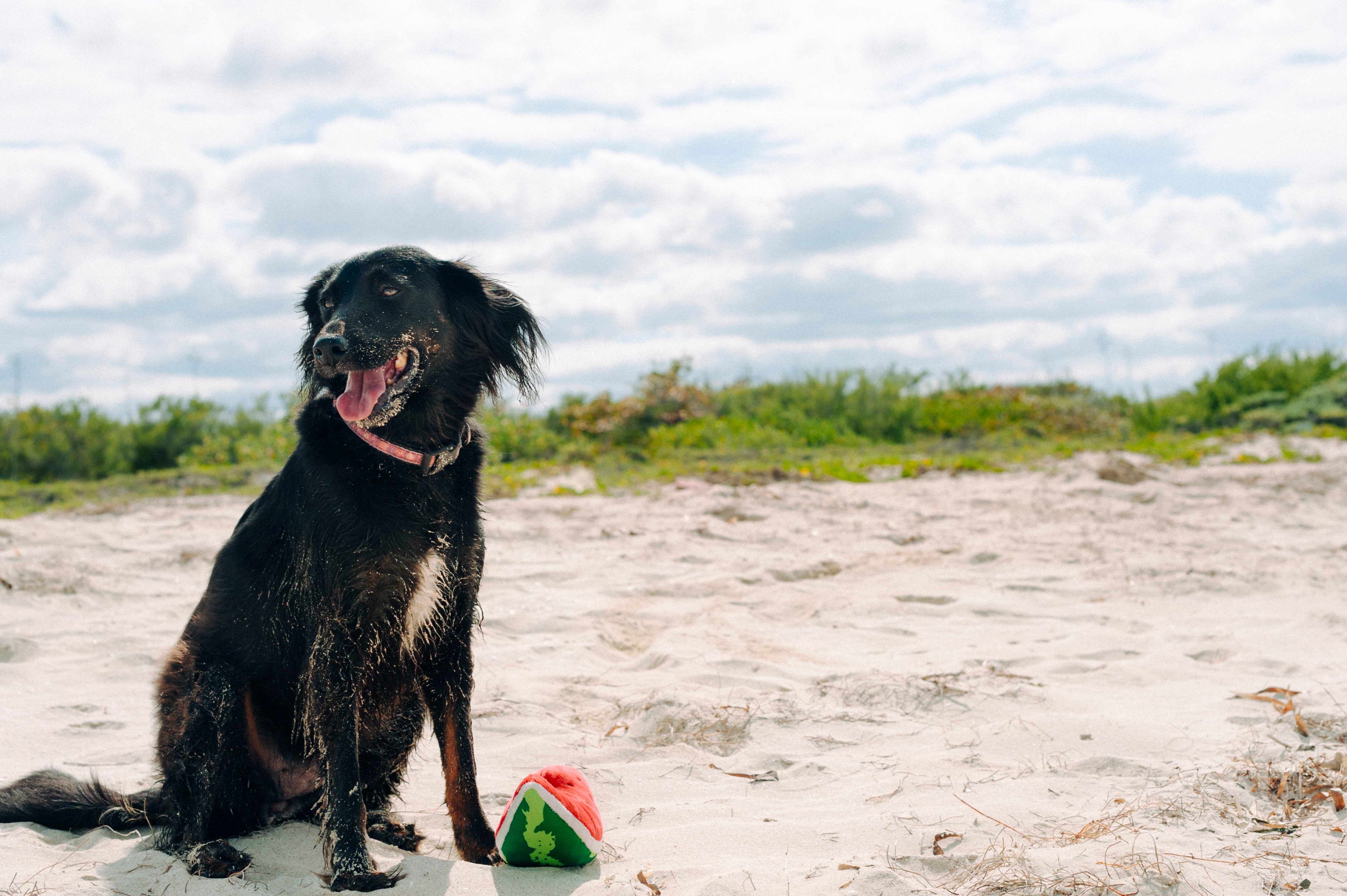 Tropical Paradise™ Watermelon Dog Plush Toy - Durable & Fun Chew Toy for Small & Large Dogs | Perfect for Playtime, Training & Cuddling | Pet P.L.A.Y.