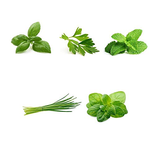 Organic Herb Garden Seeds Collection - 5 Culinary Herb Seeds Pack (Basil, Parsley, Mint, Chives, Oregano) - Non-GMO Heirloom Seeds for Planting Indoor/Outdoor - Perfect for Kitchen Gardening, Windowsill Herb Gardens & DIY Gift Ideas