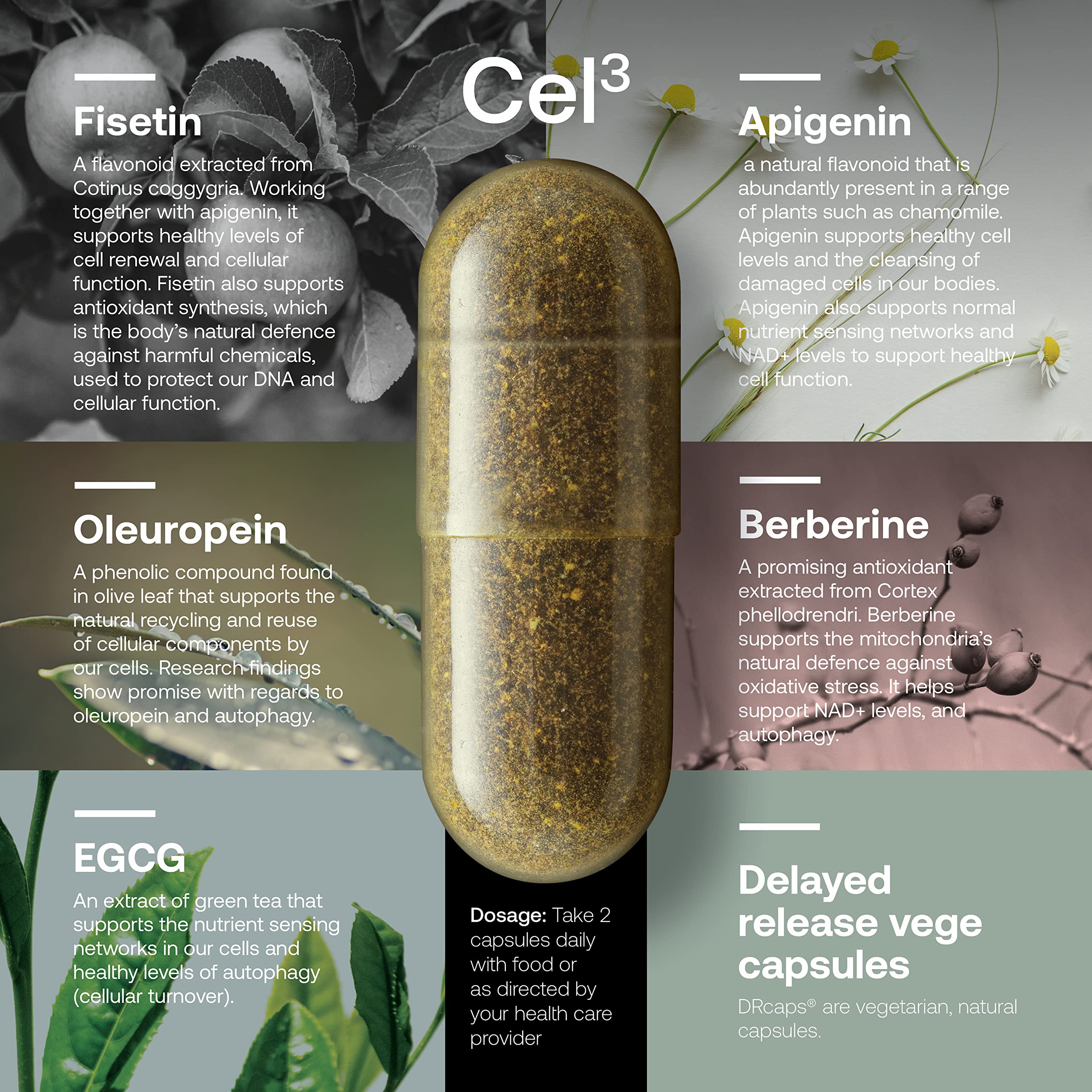 SRW Cel³ Renewal 60 Capsules - Stem Cell Supplement with Fisetin, Apigenin & Oleuropein | Supports Youthful Cell Function, Cellular Renewal & Healthy Aging | Anti-Aging Supplement for Men & Women | Daily Wellness & Longevity Support