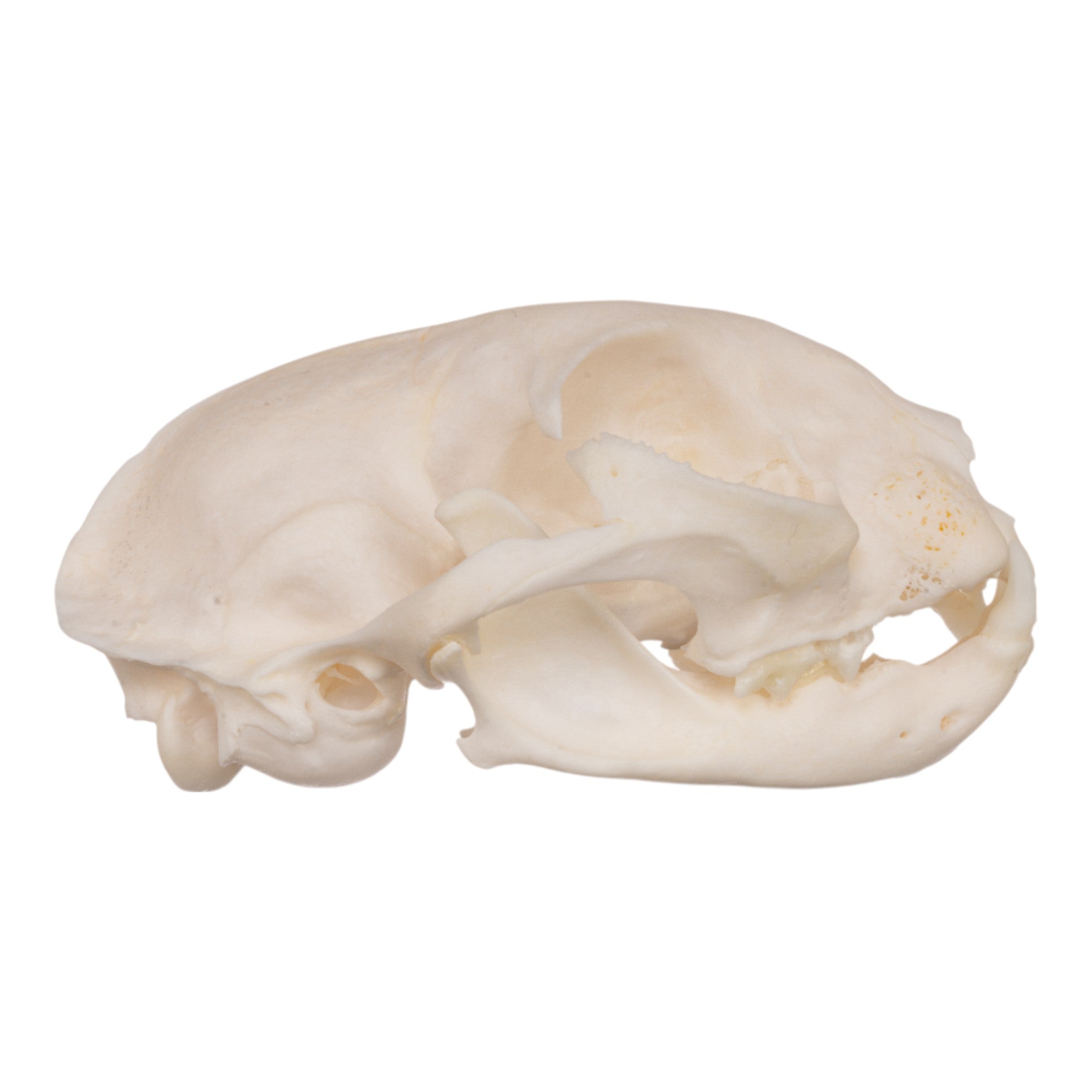 Authentic Domestic Cat Skull Specimen for Veterinary Study & Dental Anatomy Education - Perfect for Veterinary Students, Taxidermy Collectors, and Halloween Decor
