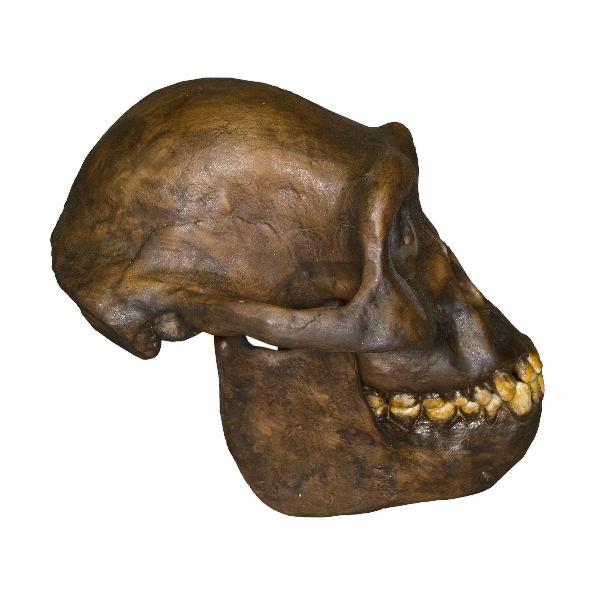 Authentic Australopithecus Afarensis Skull Replica - Male Hominid Fossil for Anthropology Study, Science Classroom & Museum Display