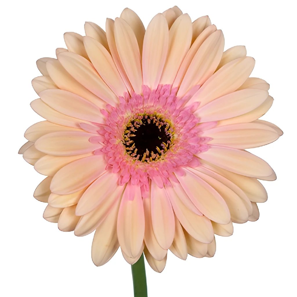 Fresh Apricot Salmon Gerbera Daisy Flowers - Perfect for Weddings, Home Decor, and Gift Bouquets