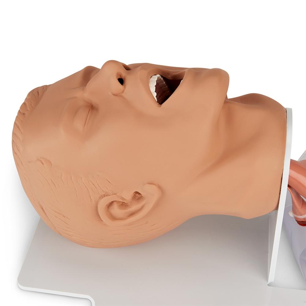 Professional Adult Airway Management Trainer with Board - CPR First Aid Training Manikin for Medical Students & Healthcare Professionals - Perfect for EMT, Nursing, and Emergency Response Practice