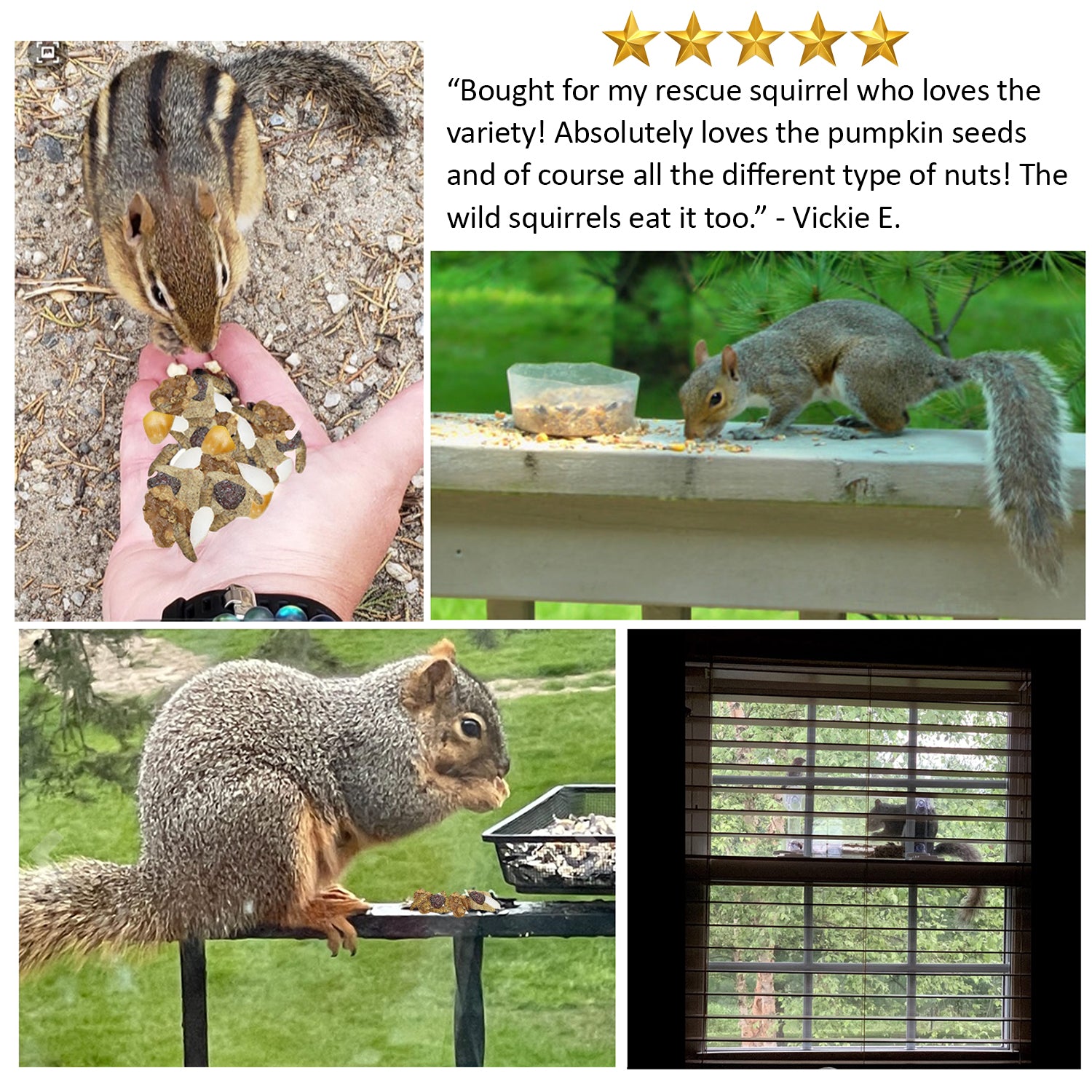 Premium Squirrel Food Mix - Complete Nutrition for Wild & Pet Squirrels - High Protein, Vitamins & Minerals - Ideal for Backyard Feeding, Wildlife Attraction & Pet Care